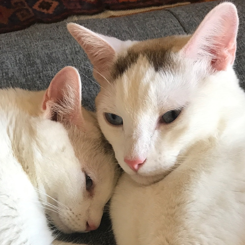 Meet your Posher, Aurora